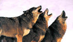 immagine con tre lupi